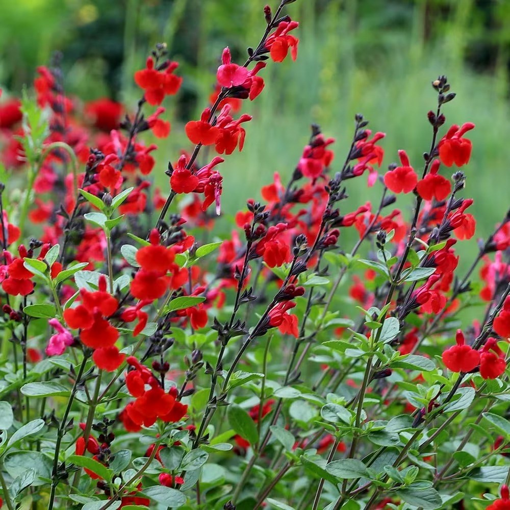 Salvia Royal Bumble  Sage