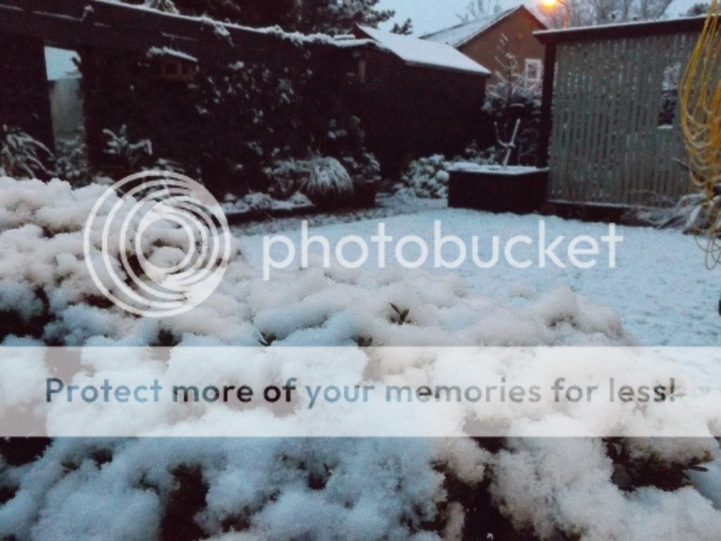http://i1331.photobucket.com/albums/w595/fairygirl55/DSCF1424_zpsf37nqbfv.jpg