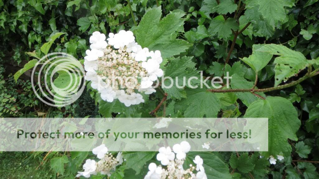 http://i1345.photobucket.com/albums/p677/LuluTheLurcher/002_zps4684e2e1.jpg