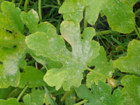 Image Powdery Mildew 1