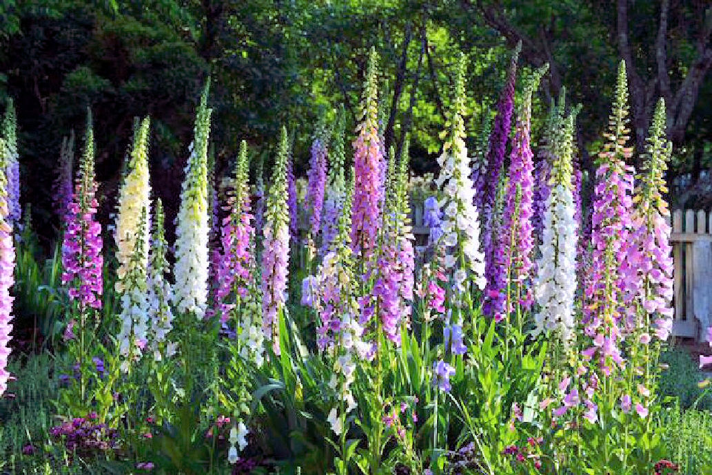 Foxgloves Beauty and Danger  Norfolk Tales Myths amp More