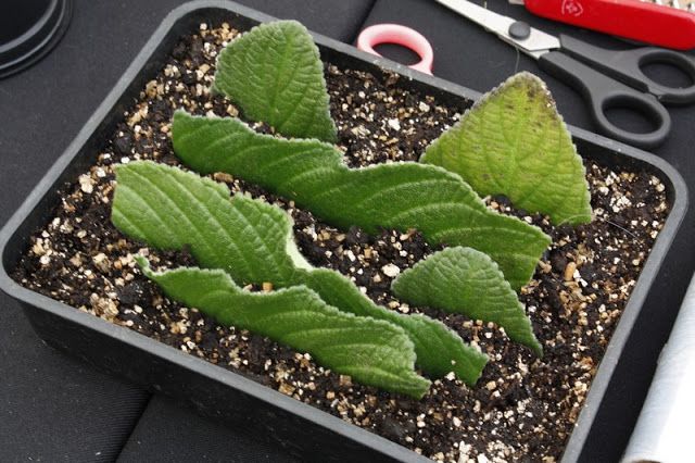 17 Streptocarpusi ideas  plante grdin gard