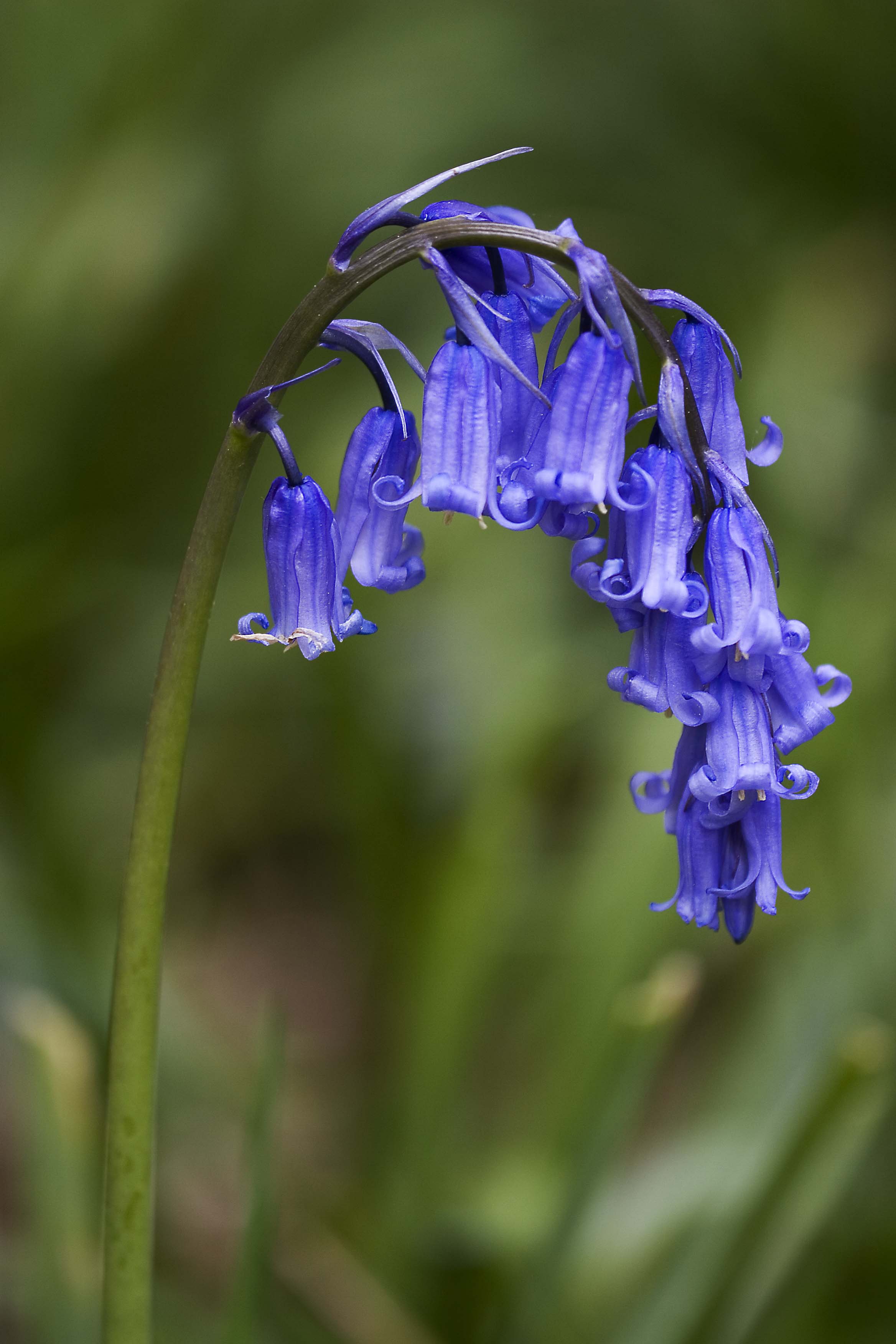 Hyacinthoides non-scripta - Wikipedia