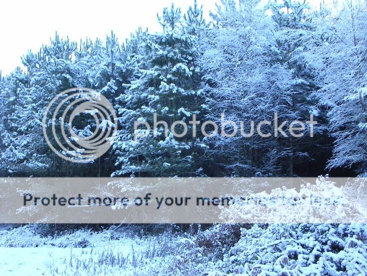http://i27.photobucket.com/albums/c186/DavidKnapper/Winter%20Wonderland/DSCN0174.jpg