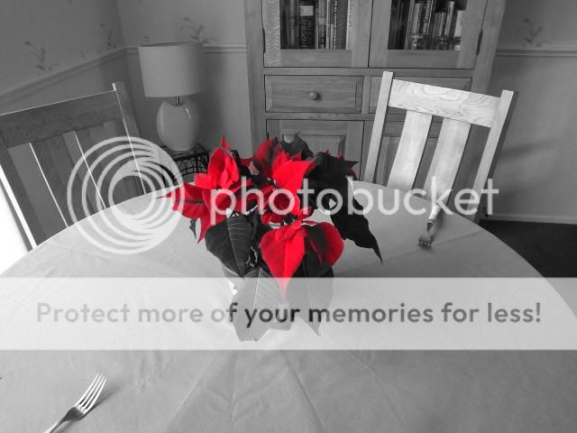 http://i27.photobucket.com/albums/c186/DavidKnapper/poinsettia_zpsunfwilwp.jpg
