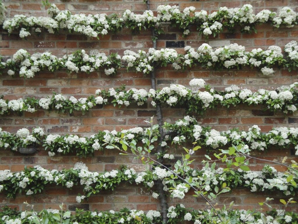 Image result for training espalier pyracantha