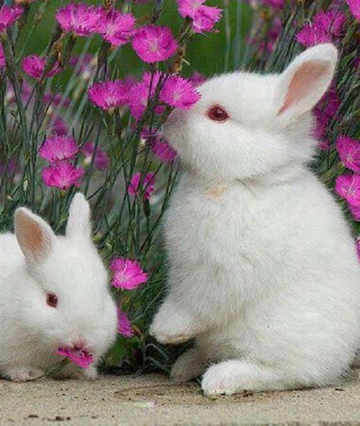 What could be cuter than fluffy white bunnies sniffing pretty pink  flowers Soft Paws are the humane alternative to de  Animals beautiful  Cute animals Rabbit