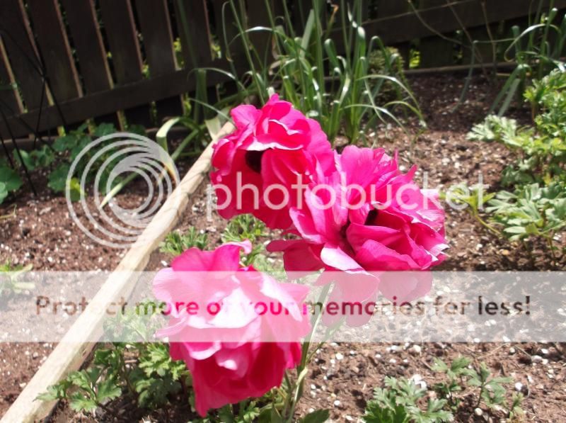 http://i20.photobucket.com/albums/b239/mattbeer87/DSCF5716_zpsf75e6e74.jpg