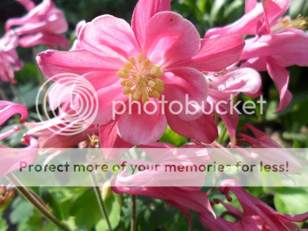 http://i1264.photobucket.com/albums/jj493/sversteynen/SAM_3364_zpsf7fc1da3.jpg