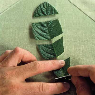 How to Get More Plants at No Cost - This Old House