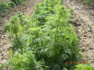 http://4.bp.blogspot.com/-6z-WHsGmUSg/T0qCU0ruAQI/AAAAAAAAABw/nbXh1PYYbSs/s320/Larkspur.jpg