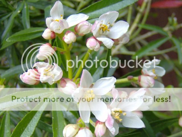 http://i1131.photobucket.com/albums/m551/lilylouise1/blueclematis016.jpg