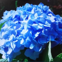 vanessa.king.101010cvR7dK4Z