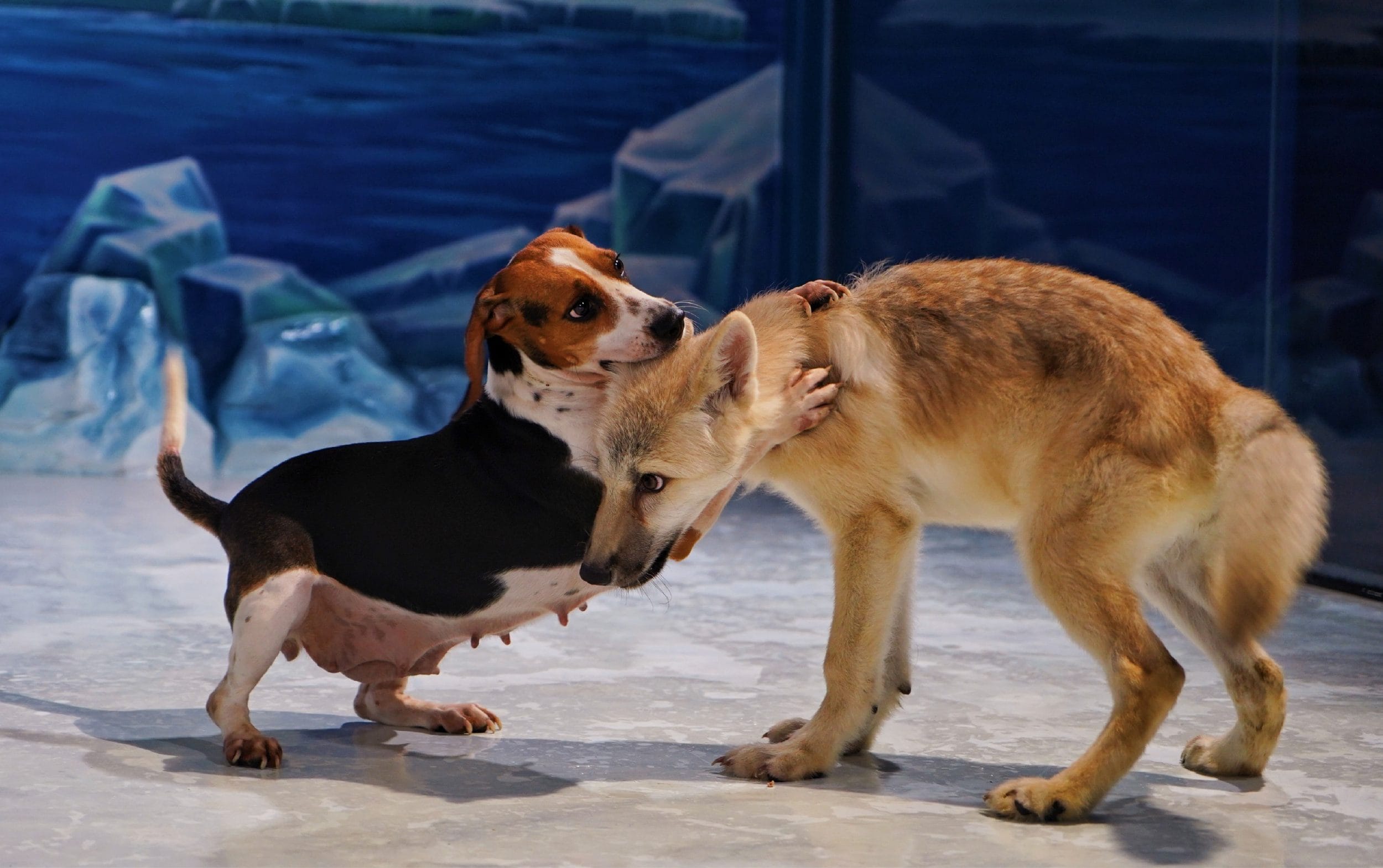Maya the Arctic wolf playing with her surrogate mother a beagle