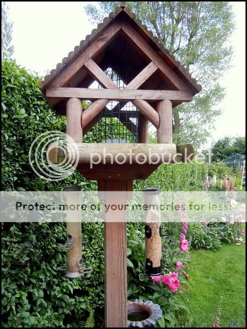 http://i232.photobucket.com/albums/ee192/thebear843/Garden/twist1.jpg
