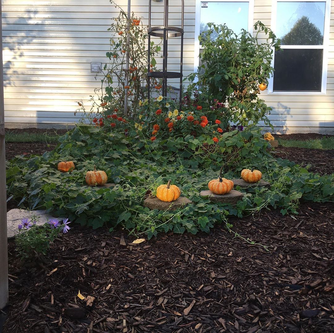 Good October morning friends I got a little cutesy with my tiny pumpkins  and ended up loving how they look nestled among my cucamelon v  Pumpkin  Vines Outdoor