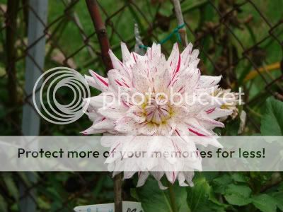 http://img.photobucket.com/albums/v11/otnorot/All%20plants/030-8-1.jpg