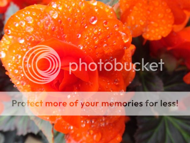 http://i27.photobucket.com/albums/c186/DavidKnapper/006_zpsjnmmr65y.jpg