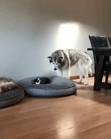 Image result for Cats bouncing on beds images
