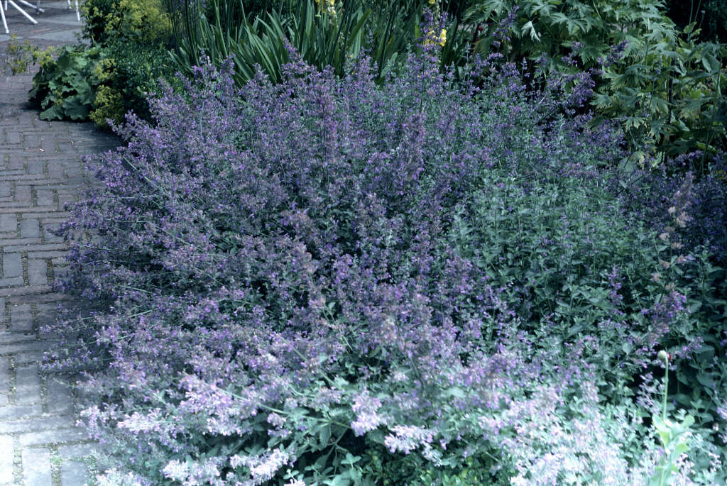 https://apps.rhs.org.uk/plantselectorimages/detail/WSY0035536_4460.jpg