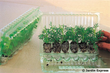 http://static.aujardin.info/img/img3/prestimottes.jpg
