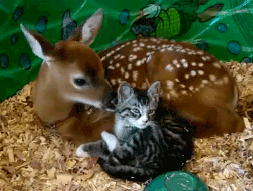 Image result for New week kittens gif