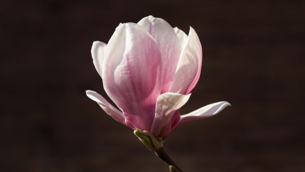 Magnolia Free Stock Photo - Public Domain Pictures