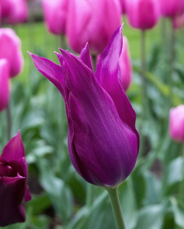 Tulip Burgundy