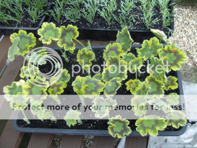 http://i1131.photobucket.com/albums/m551/lilylouise1/cuttings005.jpg