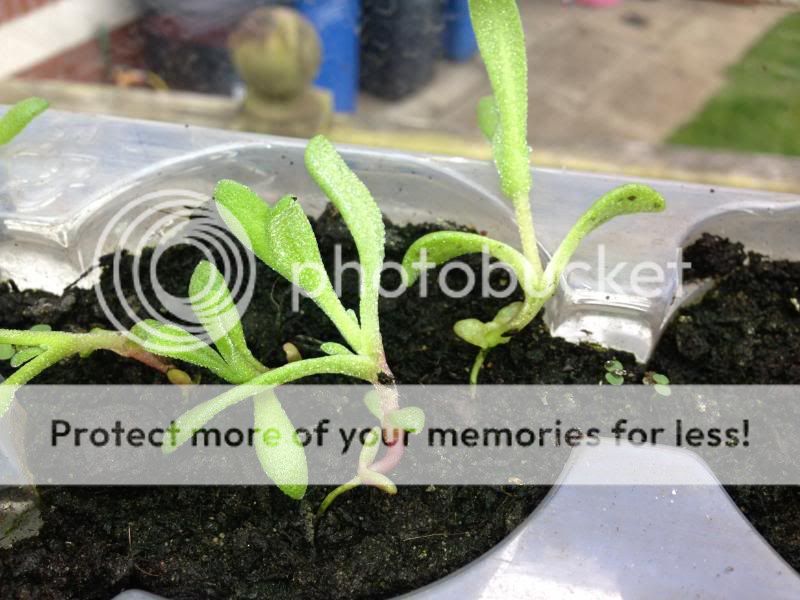 http://i122.photobucket.com/albums/o272/hail-hail/Garden/IMG_1575.jpg