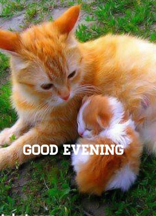 Pin by Sutapa Sengupta on Good Evening  Cute