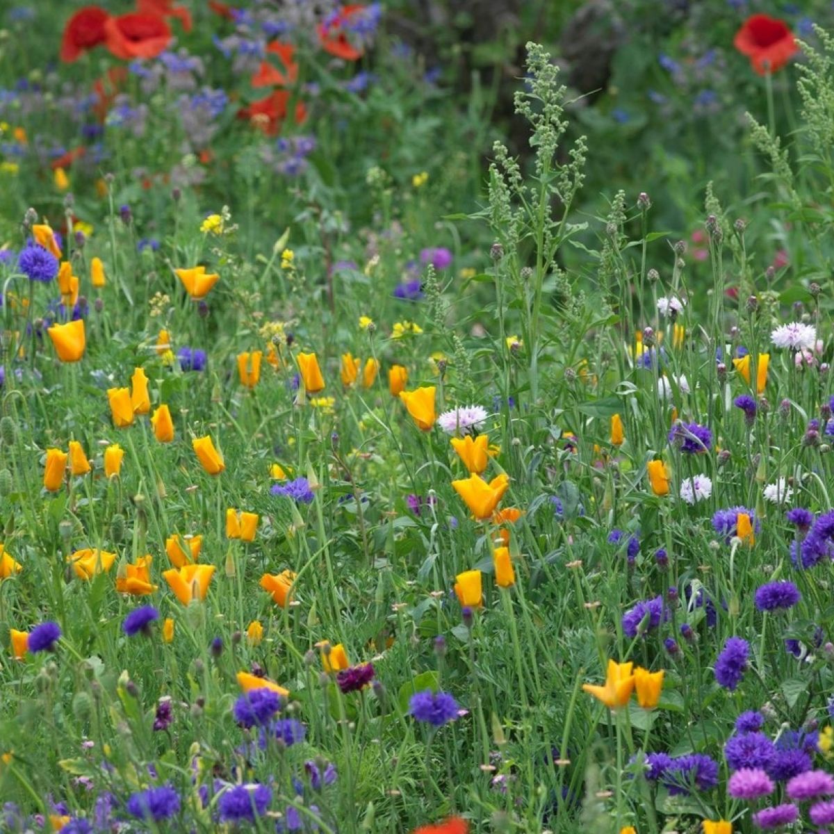 Go wild in the garden how to sow your own wildflower meadow