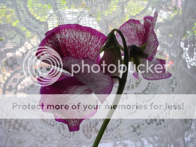 http://i27.photobucket.com/albums/c186/DavidKnapper/DSCN0890.jpg