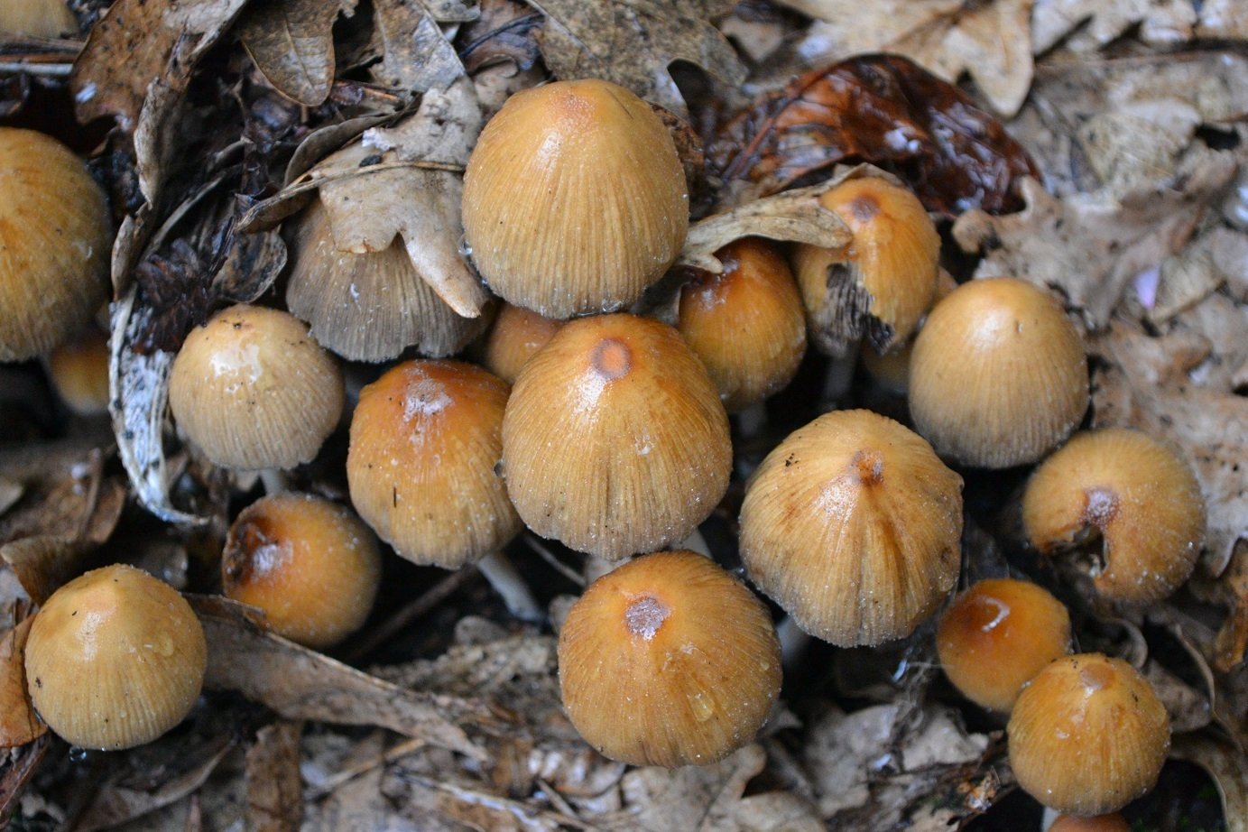 Image: https://us.v-cdn.net/6030279/uploads/editor/u3/o68dinz625fp.jpg