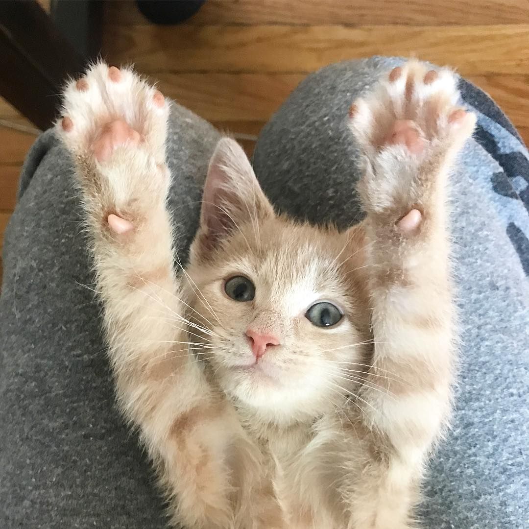 Hands up Chloe gochloego teamchloe kittenlady  Cute cats Baby cats  Kittens cutest
