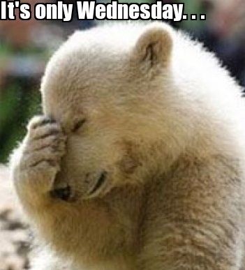 Its only Wednesday  Wednesday quotes Wednesday humor Cute puppy meme