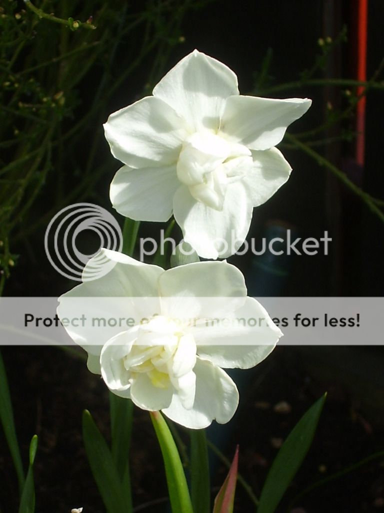 http://i1331.photobucket.com/albums/w595/fairygirl55/P4170004_zpsdybebgoo.jpg