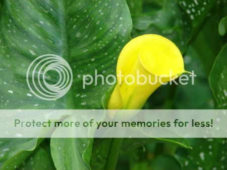 http://img.photobucket.com/albums/v11/otnorot/All%20plants/002-24-1.jpg
