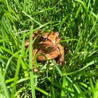 Crazyfroglady...and.now.newts.