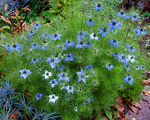 http://upload.wikimedia.org/wikipedia/commons/thumb/1/1f/2007-10-25Nigella_damascena_10.jpg/300px-2007-10-25Nigella_damascena_10.jpg