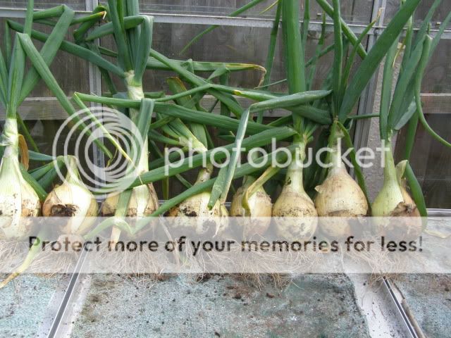 http://i27.photobucket.com/albums/c186/DavidKnapper/P8160008.jpg