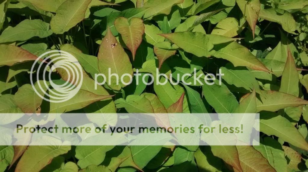 http://i1185.photobucket.com/albums/z352/dornat007/Plant/IMG_20140617_111116470.jpg