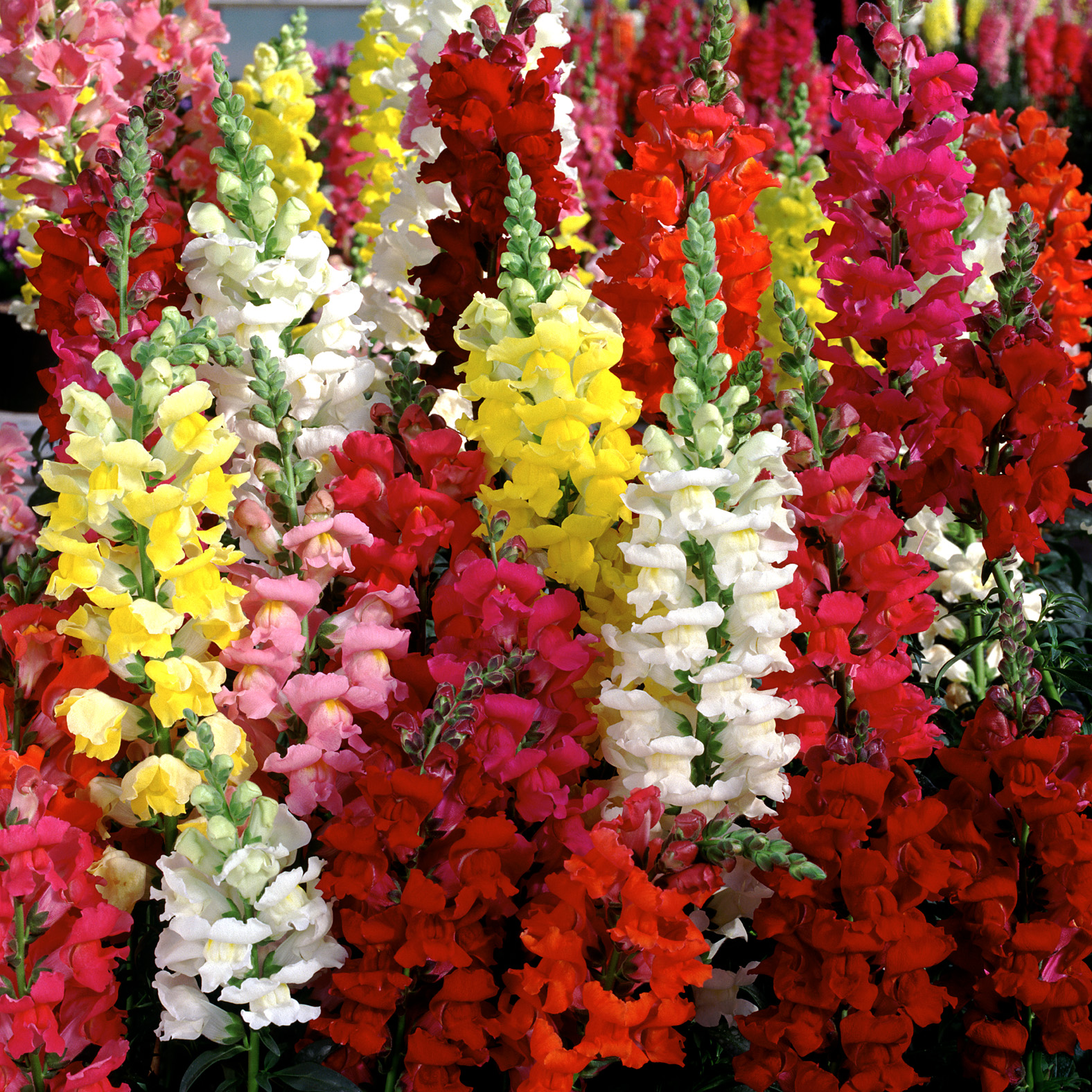 http://www.primrosecottagenursery.co.uk/wp-content/uploads/2010/04/Antirrhinum-Liberty-Classic-Mix.jpg