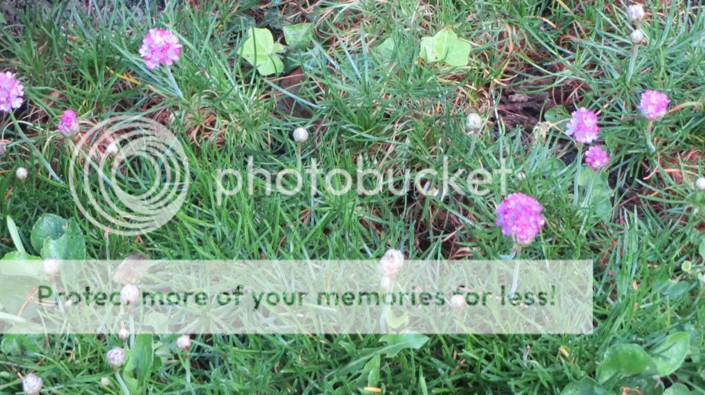 http://i1345.photobucket.com/albums/p677/LuluTheLurcher/IMG_04921_zps522e0130.jpg