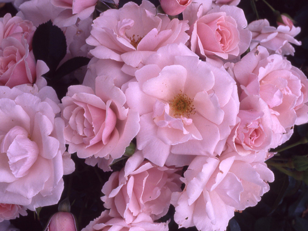 http://3.bp.blogspot.com/-_XX4y_aT4fY/USSyZD44_dI/AAAAAAAAa_k/avUS0b2OhKE/s640/Pink+Rose.JPG
