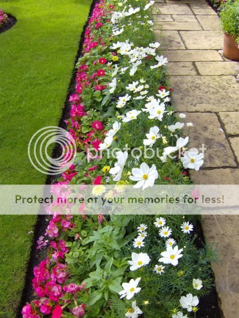 http://i1131.photobucket.com/albums/m551/lilylouise1/garden011.jpg