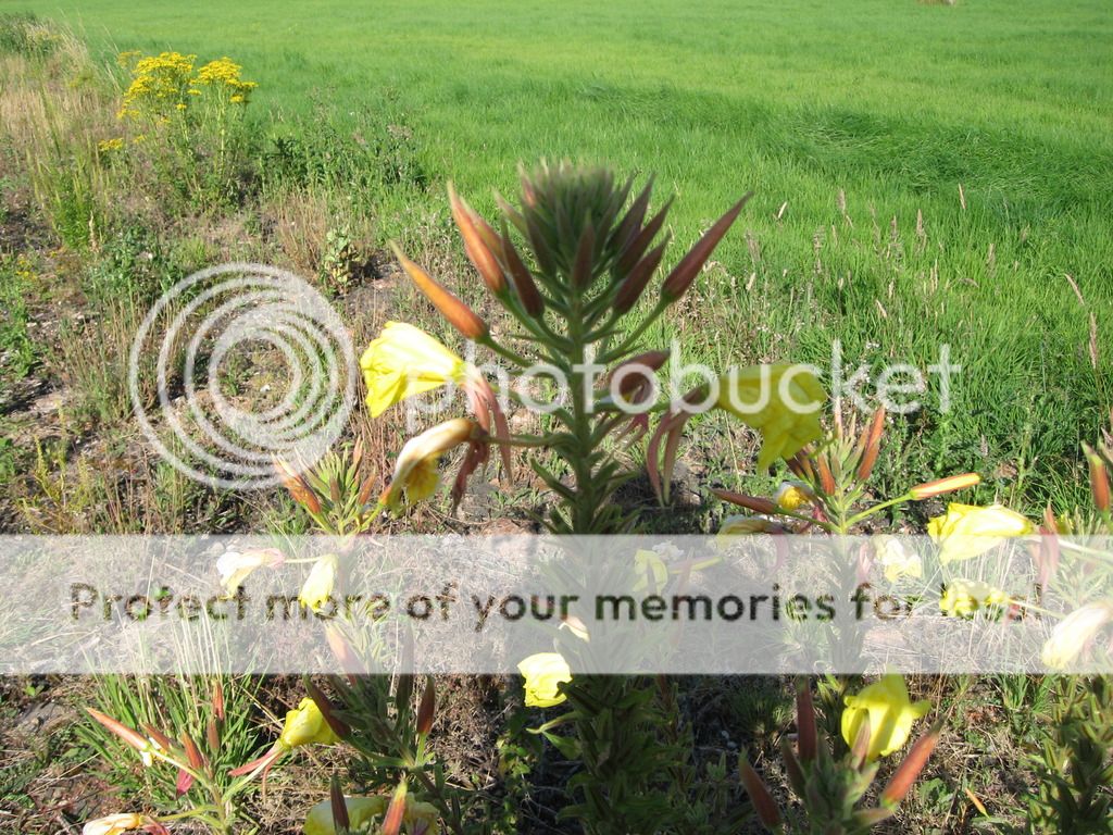 http://img.photobucket.com/albums/v206/sortedford/IMG_5876_zps0jh6nk3l.jpg
