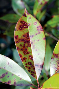 http://www.collierarbor.com/images/photinia_spots_close.jpg