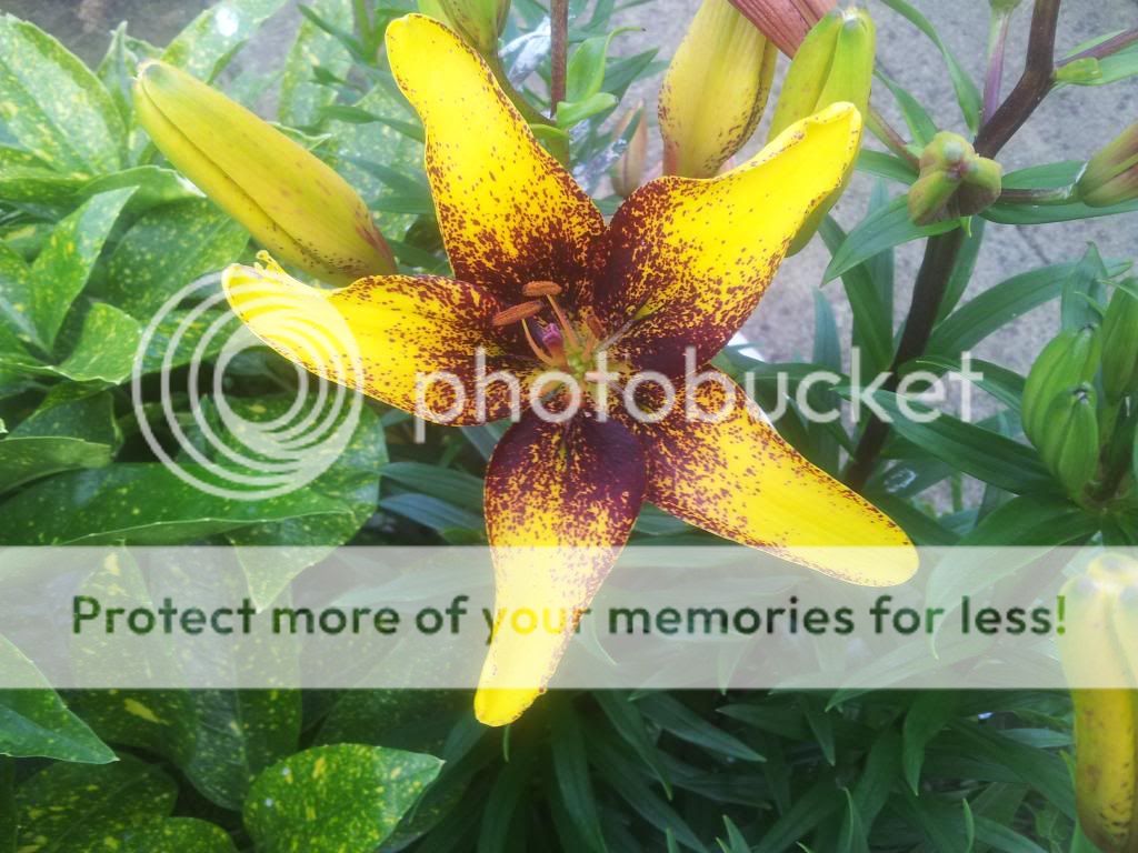 http://i1300.photobucket.com/albums/ag97/Bev_Pounsett-Krynauw/0713-07-13_zps70dba438.jpg