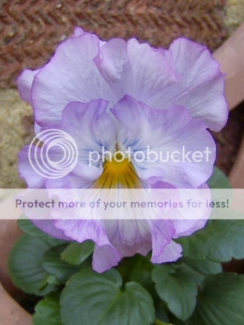 http://i1131.photobucket.com/albums/m551/lilylouise1/lichen012.jpg